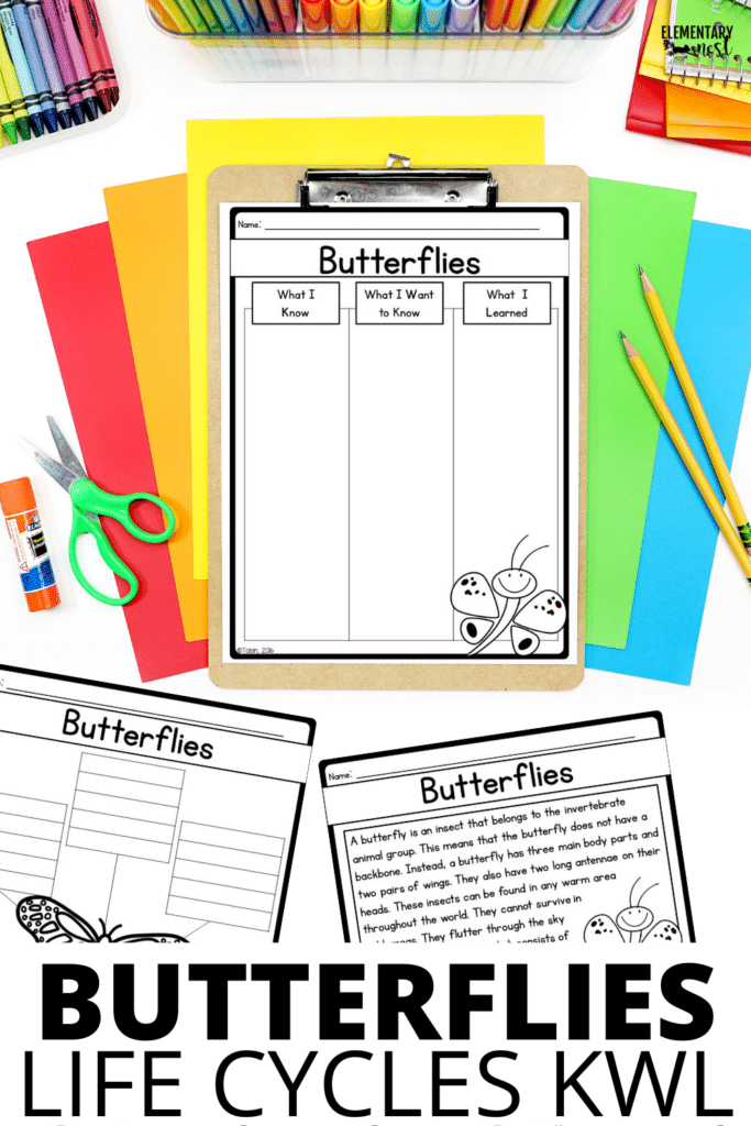 Butterfly, Frog, Chick Life cycles Worksheets