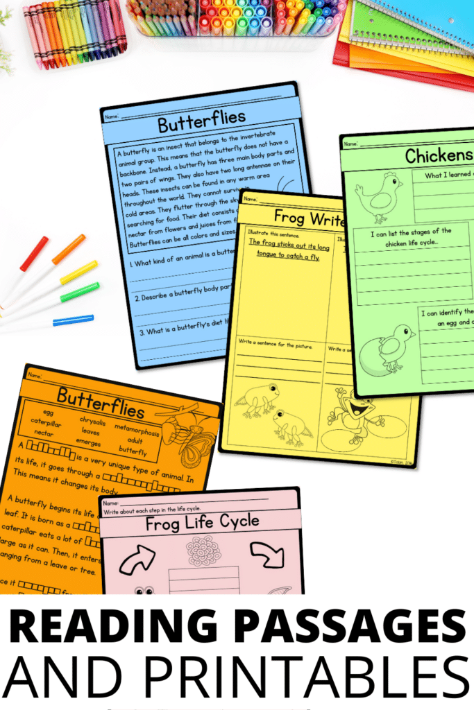 Butterfly, Frog, Chick Life cycles Worksheets