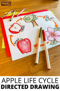 Learn about some great activities for teaching the apple life cycle. Reading and science integration are key for these lessons and ideas. You will find anchor charts, printable resources, book recommendations and more! 