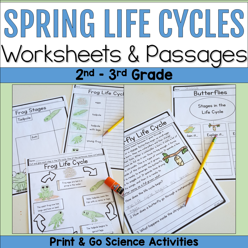 Spring life cycles worksheets and reading passages for 2nd and 3rd grade featuring frog and butterfly life cycle activities.